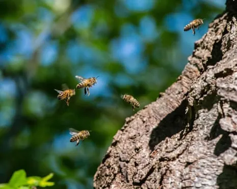 Why Protecting Honeybees Could Negatively Affect Wild Pollinators